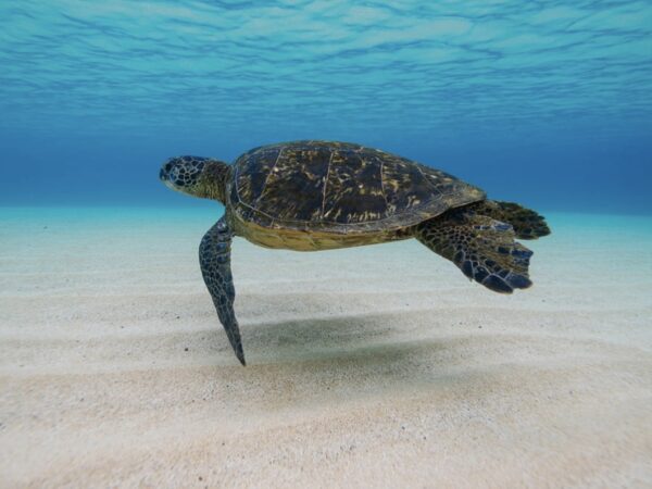 7-Day Cairo, Nile Cruise, and Hurghada