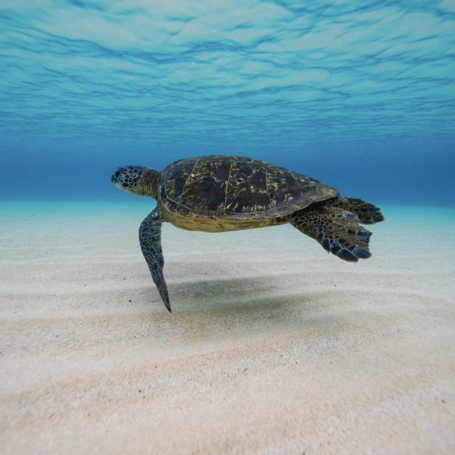 7-Day Cairo, Nile Cruise, and Hurghada